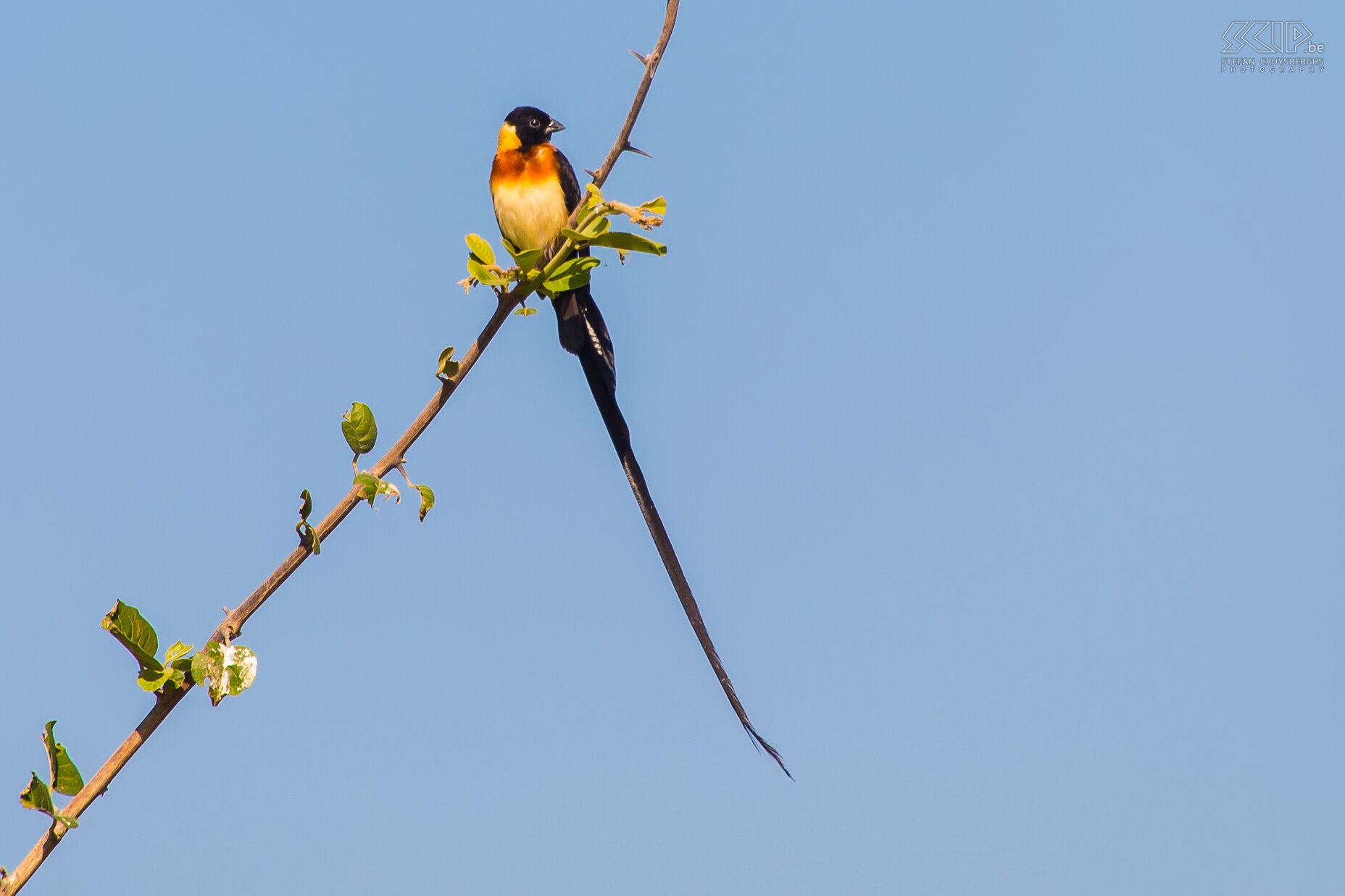 South Luangwa - Smalstaartparadijswida Een mannelijke Smalstaartparadijswida (Long-tailed paradise whydah, Vidua paradisaea) heeft zwarte staartveren die tot 36 cm lang kunnen worden. Stefan Cruysberghs